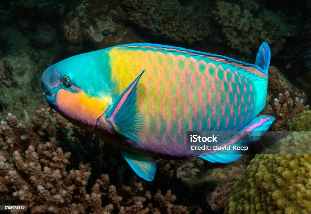 SKVN Group - istockphoto 1788978589 1024x1024 1