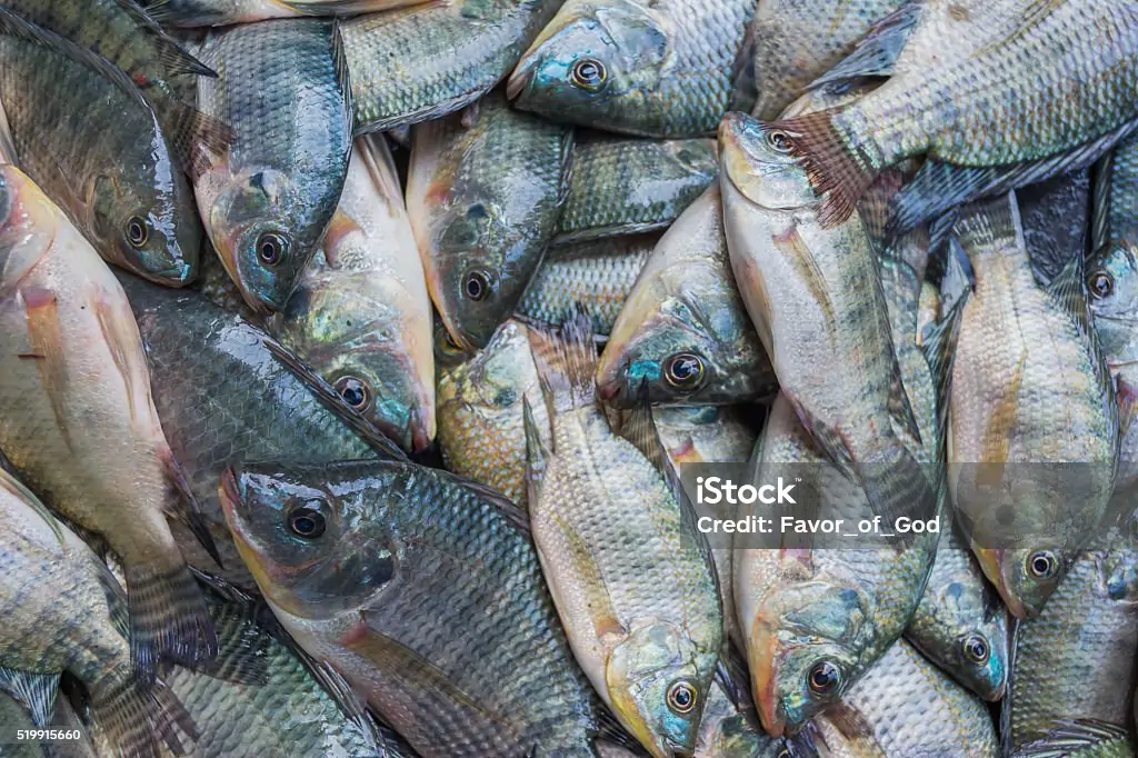 SKVN Group - istockphoto 519915660 1024x1024 1