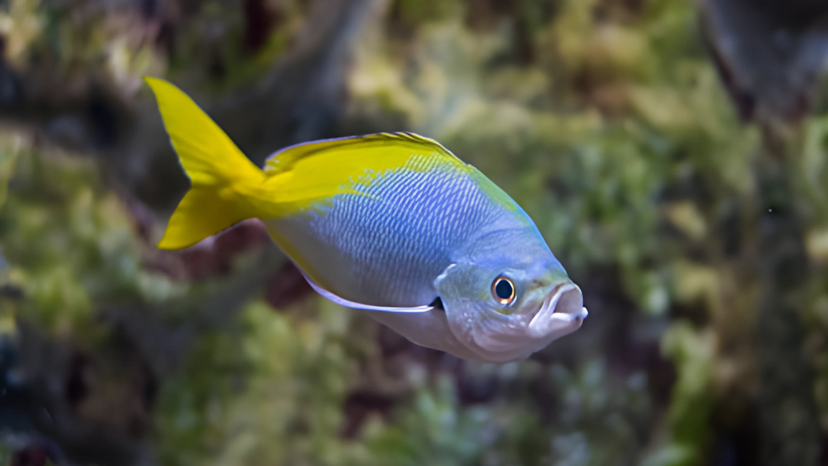 SKVN Group - SK Vietnam Yellow Tail Fusilier 1