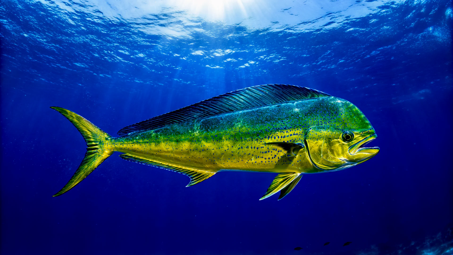 SK Vietnam - Mahimahi fish